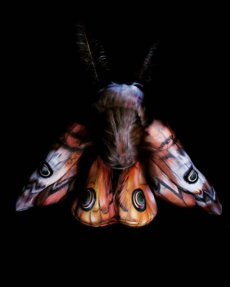 There is plenty of beauty to be found in bugs in nature